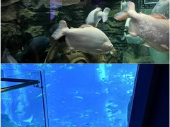 -成都浩海立方海洋公园