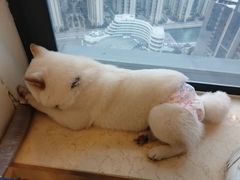 -柴犬小屋·柴餐厅·狗咖食堂(金鼎广场店)