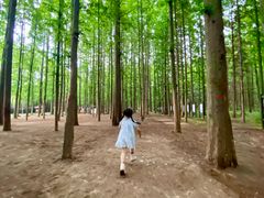 -日照海滨国家森林公园