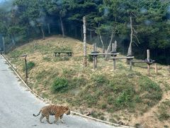 -大连森林动物园