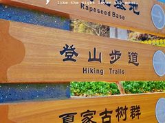 -桑洲油菜花景区