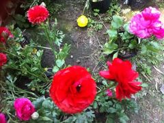 -三圣花乡旅游区