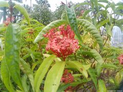 -中国科学院西双版纳热带植物园