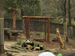 -都江堰中华大熊猫苑