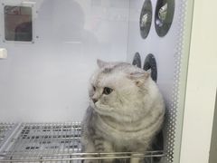 -帕帕拉兹宠物(亚洲旗舰店)