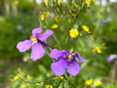 -上海滨江森林公园