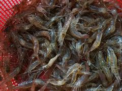 白灼河虾-丹霞山迎客楼民宿私房菜