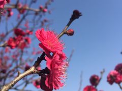 -香雪海