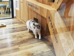 -袖虎·猫馆(体育西路店)