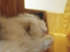 -藏猫猫咖啡主题馆(中央大道店)