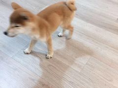 -柴迷FANS CLUB·柴犬狗咖·猫咖