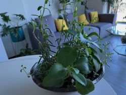 -MJ skin care国际皮肤管理中心