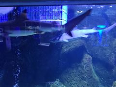 -荆州中山公园动物园