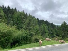 -硗碛藏寨·神木垒景区