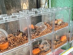 -溪岸路花鸟市场