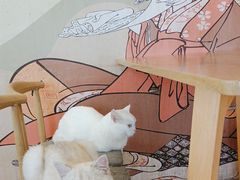 -Let's go狗咖·猫咖·奶狗·桌游(春熙路IFS店)