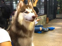 -TrueLove @ Neverland (Husky Cafe)
