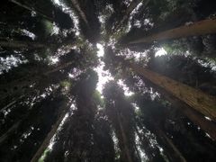 -武陵山森林公园