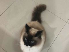 -瑞鹏宠物医院·猫科·宠保定点(梅溪湖分院)