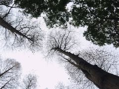 -上海滨江森林公园