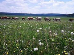 -塞罕坝国家级自然保护区