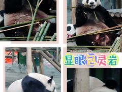 -栾川竹海野生动物园