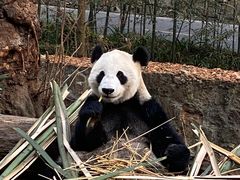 -都江堰中华大熊猫苑