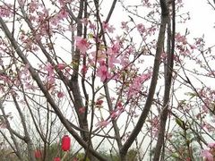 -天适樱花悠乐园