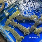 在三亚，你永远可以相信小胡子海鲜店❗