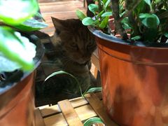 -猫的天空之城概念书店(杭州南宋御街店)