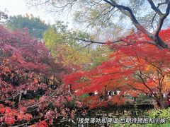 -秋霞圃