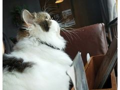 -喵园·猫主题咖啡厅·撸猫·猫咖(国贸店)