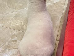 -BABYDOG宝贝狗宠物乐园(欧洲城店)