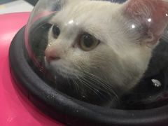 -伟伟宠物医院·CT影像中心·瑞派犬猫综合性门诊(汉口总院)