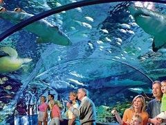 -瑞普利水族馆