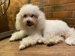 -more than meow吴止猫主题餐厅(承德 中船汇店)