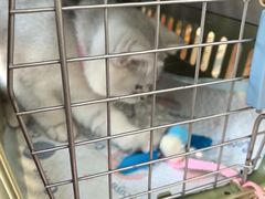 -佳百利宠物(荣乐中路115弄小区店)