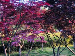 -洨河生态公园