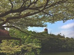 -深圳仙湖植物园