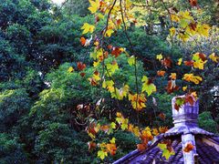 -上海醉白池公园
