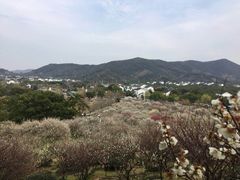 -香雪海