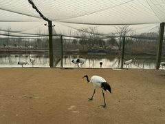 -盐城丹顶鹤湿地生态旅游区