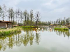 -宁波杭州湾国家湿地公园