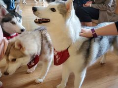 -Husky Go! 哈士奇体验馆·宠物咖啡厅狗咖