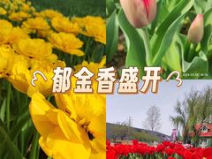 -洛阳郁金香牡丹园