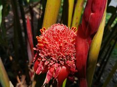 -中国科学院西双版纳热带植物园