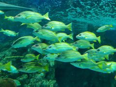 -上海海洋水族馆