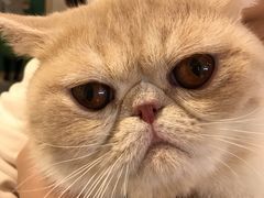 -飞行喵MR PILOT|猫舍·猫咖(静安大融城店)