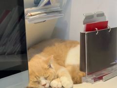 -御宝贝·A梦猫科宠物医院(国际猫友好医院)