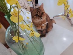 -共舞时光猫咖·狗咖(新街口店)